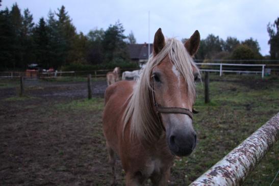 da steht ein Pferd auf der Wiese